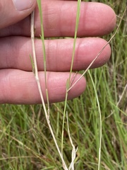 Melica racemosa