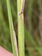 Melica racemosa