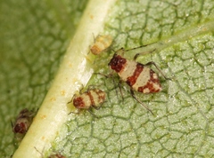 Callipterinella tuberculata