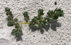 Atriplex billardierei