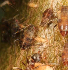 Symydobius oblongus