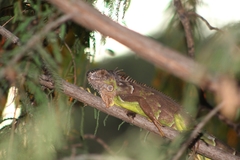 Iguana iguana