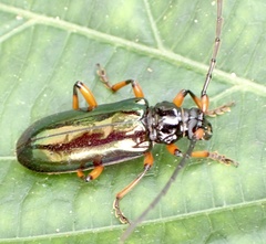 Neoplocaederus