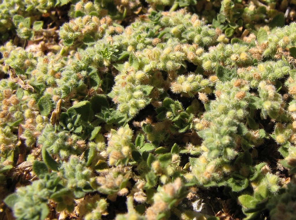 Herniaria latifolia