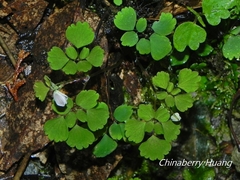 Dichocarpum adiantifolium