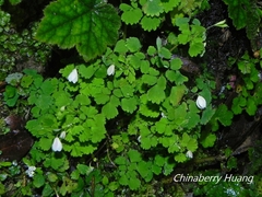 Dichocarpum adiantifolium
