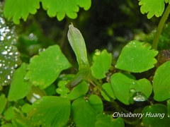 Dichocarpum adiantifolium