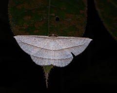 Heteralex rectilineata