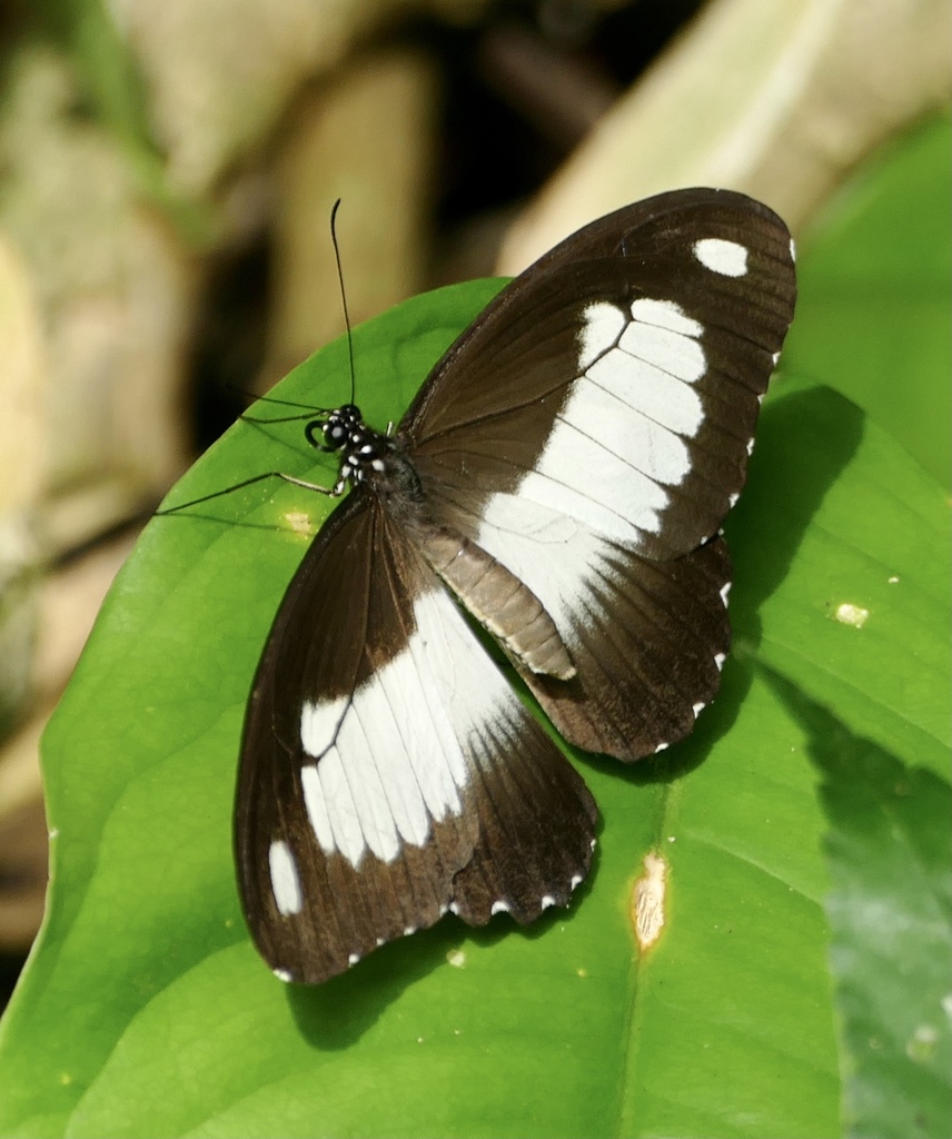 Zenobia Swallowtail