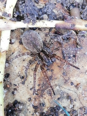 Arctosa personata