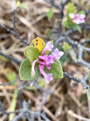 Wikstroemia monnula