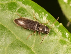 Agriotes pallidulus