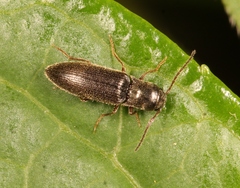Agriotes pallidulus