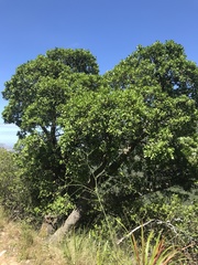 Pterocelastrus tricuspidatus