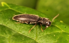 Agriotes pallidulus