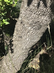 Pterocelastrus tricuspidatus