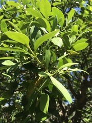 Pterocelastrus tricuspidatus