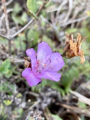 Rhododendron farrerae