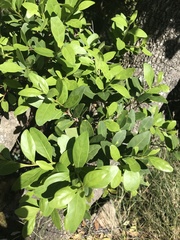 Pterocelastrus tricuspidatus