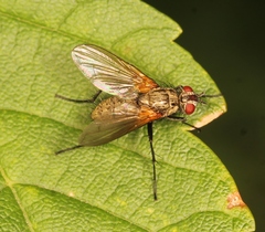 Macquartia grisea