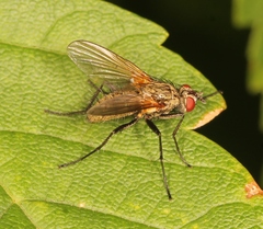 Macquartia grisea
