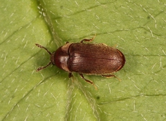 Trixagus dermestoides