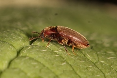 Trixagus dermestoides