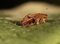 Trixagus dermestoides