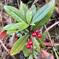 Ardisia lindleyana