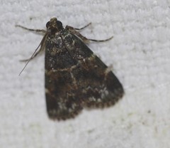 Orthaga atribasalis