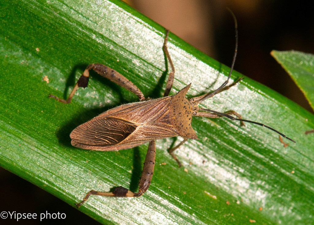 Trematocoris pardalipes