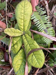 Ardisia primulifolia