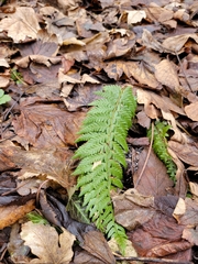 Polystichum aculeatum