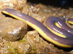 Ichthyophis