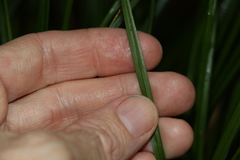 Carex brunnea