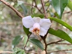 Camellia caudata