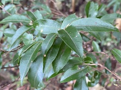 Camellia caudata