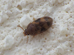 Litargus balteatus