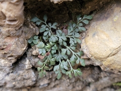 Asplenium ruta-muraria