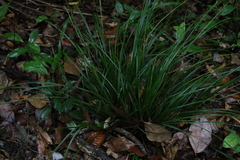 Carex brunnea