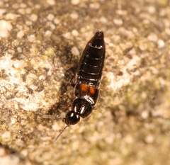 Aleochara bipustulata