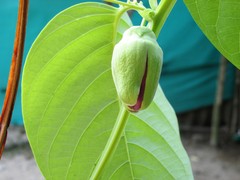 Passiflora quadrangularis