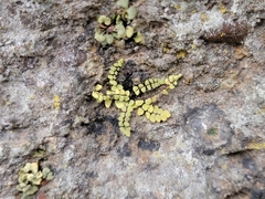 Asplenium trichomanes