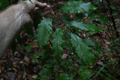 Canarium australasicum