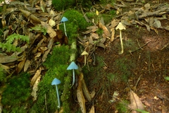 Entoloma latericolor