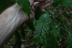 Canarium australasicum