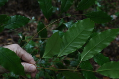 Canarium australasicum
