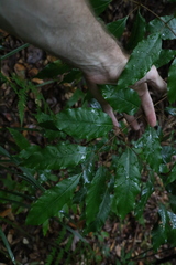 Canarium australasicum
