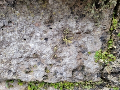 Asplenium trichomanes