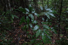 Canarium australasicum